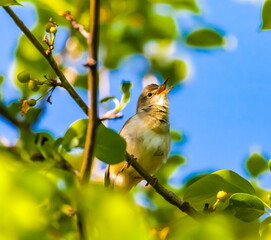 Nightingale bird on an Apple tree branch in summer