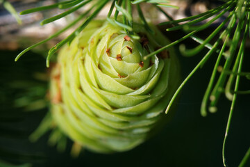 Larch strobilus, an ovulate cone