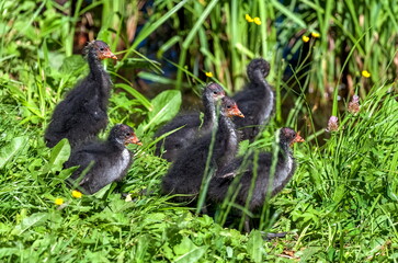 Purple reed chick on the background of green grass in summer