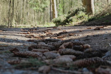 Cones lying on a gound in a pine forest. Soft focus