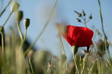 Obraz premium Red poppy amongst poppy seed heads and other wild flowers, photographed in Gunnersbury, west London, UK