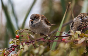 Bird Sparrow on a branch in a city Park in autumn