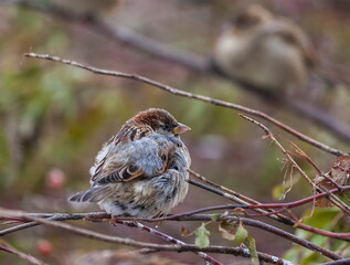Bird Sparrow on a branch in a city Park in autumn