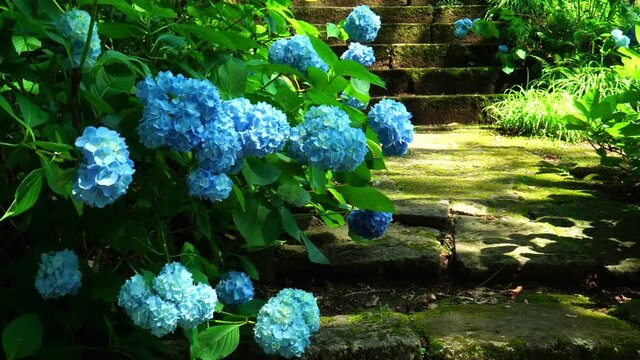満開に咲く紫陽花