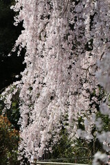 枝垂れ桜