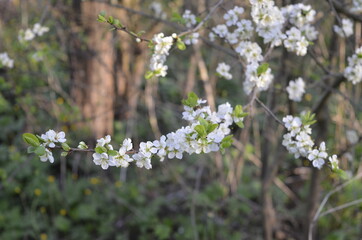 Wild white flowers