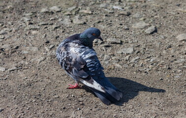 Fototapeta premium Bird dove on the background of the earth