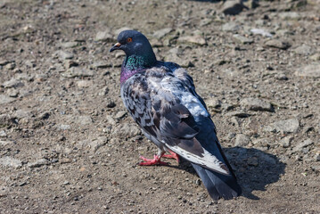 Bird dove on the background of the earth