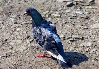 Bird dove on the background of the earth