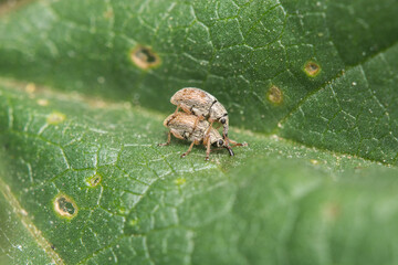 Two Snout Weevils mating on a leaf in Kent, UK in May.