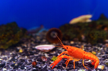 Pet of a beautiful red in freshwater lobster. in the aquarium. selective focus