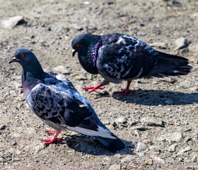Bird dove on the background of the earth