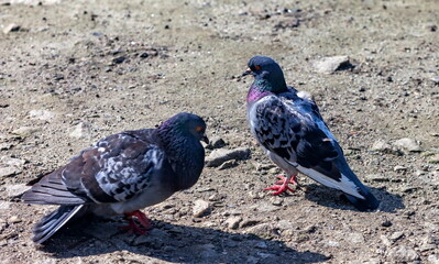 Bird dove on the background of the earth