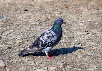 Bird dove on the background of the earth