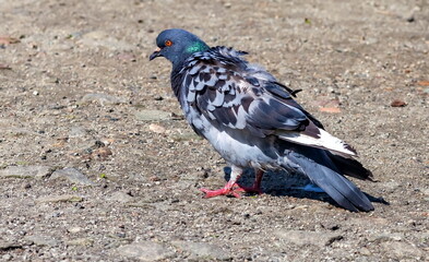 Bird dove on the background of the earth