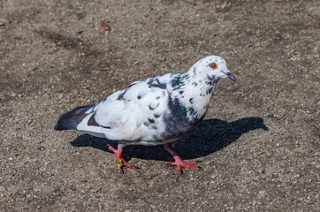 Bird dove on the background of the earth