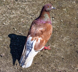 Bird dove on the background of the earth