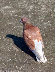 Bird dove on the background of the earth