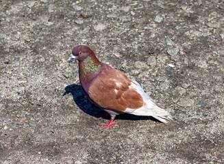 Bird dove on the background of the earth