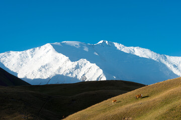 Morning Landscape of Lenin Peak (7134m) at Alay Valley in Osh, Kyrgyzstan. Pamir mountains in...