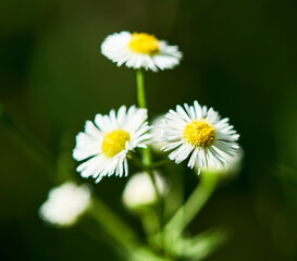 Obraz premium flowers bloom in the flowerbed in the garden