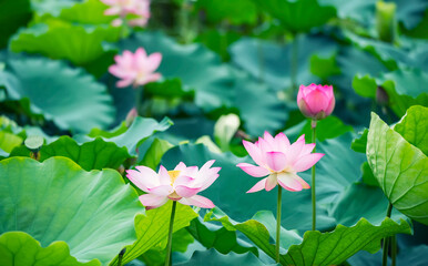 Beauty pink lotus or water lily is in closeup in lotus pond