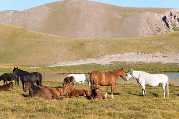 Horses on the side of Tulpar Kol Lake in Alay Valley, Osh, Kyrgyzstan. Pamir mountains in...