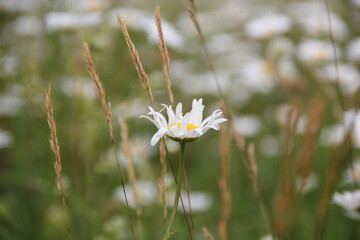 Field of daisies and chamomiles