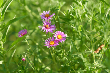 flowers bloom in the flowerbed in the garden