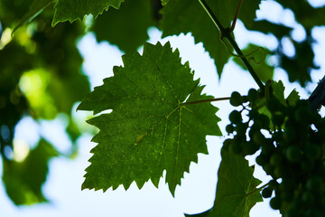 Fototapeta premium green grapes growing in the garden