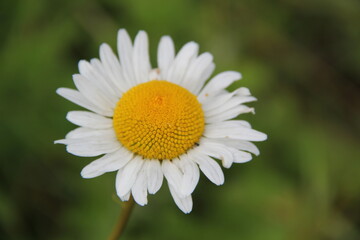 Fototapeta premium Field of daisies and chamomiles