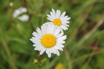 Fototapeta premium Field of daisies and chamomiles