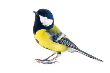 titmouse bird on a white background, great tit, Parus major, oxeye close up, spring. Symbol of the...