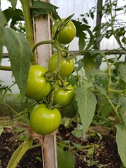 Green tomatoes on a branch