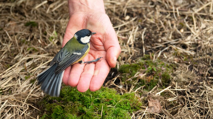 Titmouse, well-known bird everywhere in the palm of your hand. Symbol of nature's trust in man, humanism and ecological thinking © max5128