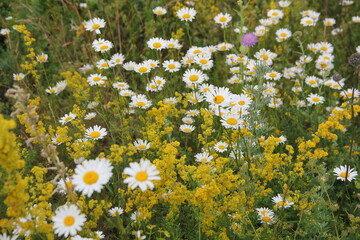 Field of daisies and chamomiles