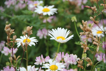 Field of daisies and chamomiles