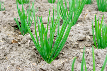Obraz premium onion close-up. Green onions growing on a bed in the soil. growing vegetables on an organic farm