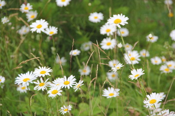 Field of daisies and chamomiles