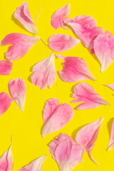 Background Of Their Petals Of Pink Peonies. Idea for a card.