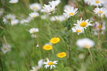Field of daisies and chamomiles