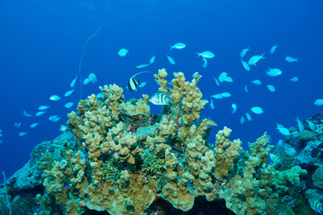 Fototapeta na wymiar Tropical fish dancing on a reef