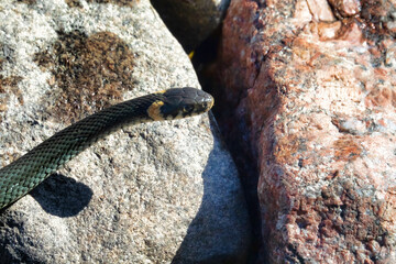 Common Grass-snake (Natrix natrix) from the East Baltic sea coast, where the main biotope is...