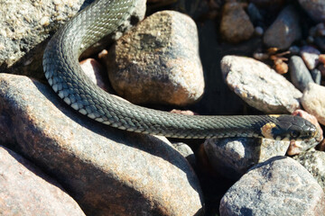 Common Grass-snake (Natrix natrix) from the East Baltic sea coast, where the main biotope is...