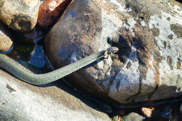 Common Grass-snake (Natrix natrix) from the East Baltic sea coast, where the main biotope is...
