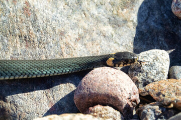 Common Grass-snake (Natrix natrix) from the East Baltic sea coast, where the main biotope is...