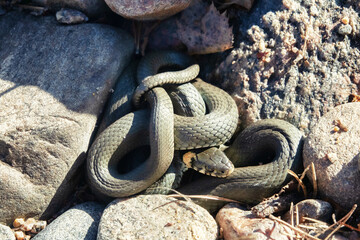 Common Grass-snake (Natrix natrix) from the East Baltic sea coast, where the main biotope is...
