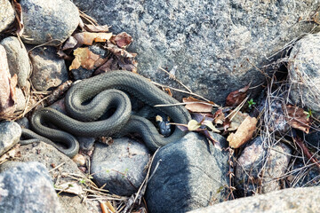 Common Grass-snake (Natrix natrix) from the East Baltic sea coast, where the main biotope is...