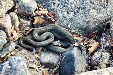 Common Grass-snake (Natrix natrix) from the East Baltic sea coast, where the main biotope is...
