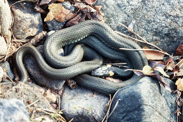 Common Grass-snake (Natrix natrix) from the East Baltic sea coast, where the main biotope is...